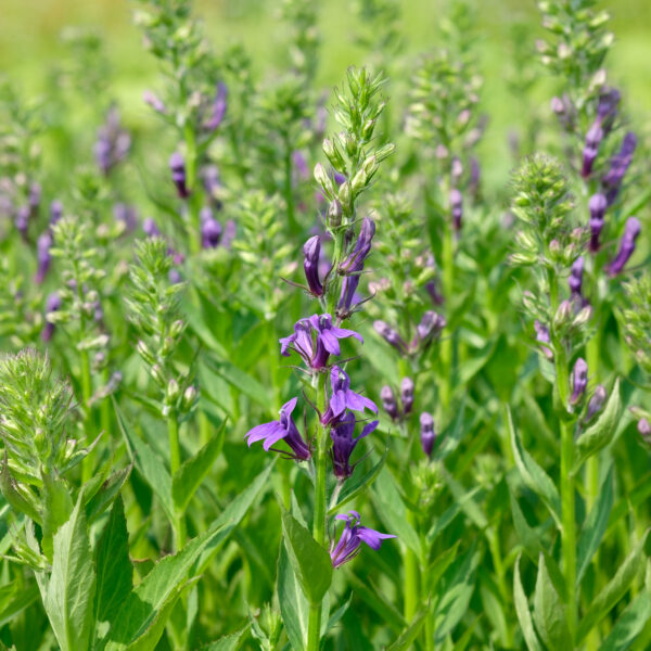 Lobelia speciosa Vedrariensis