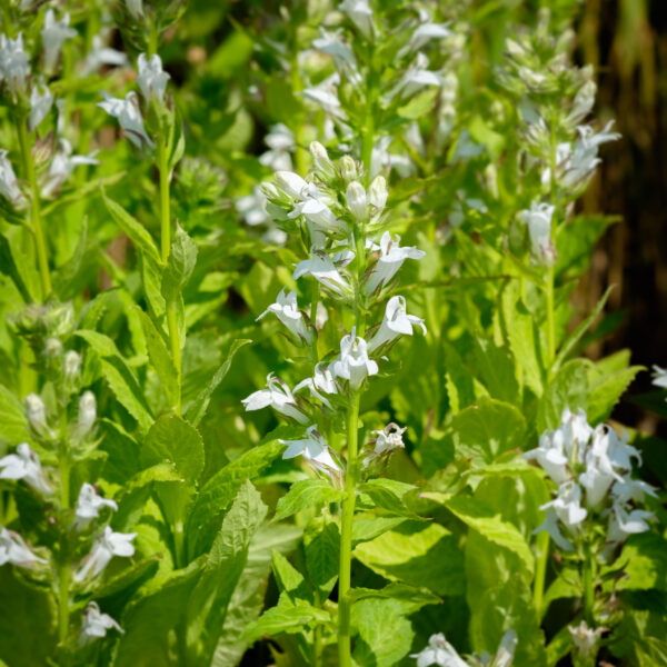 Lobelia siphilitica Alba