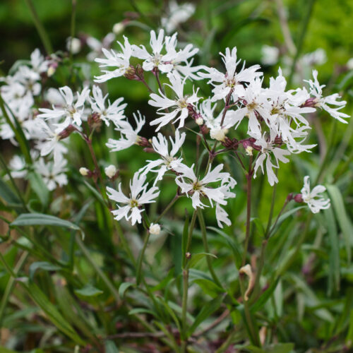 Lychnis flos-cuculi Alba