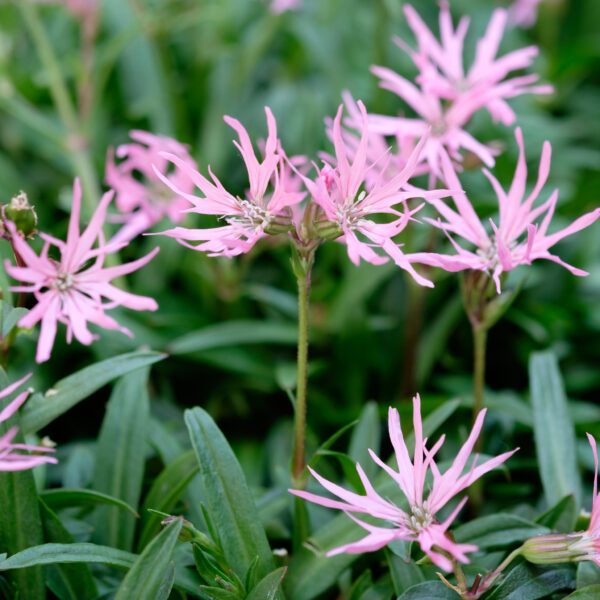 Lychnis flos-cuculi Nana