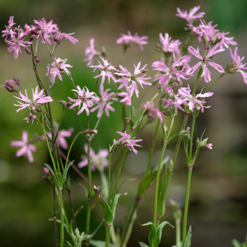 Lychnis flos-cuculi