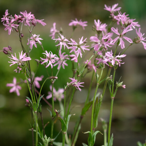 Lychnis flos-cuculi