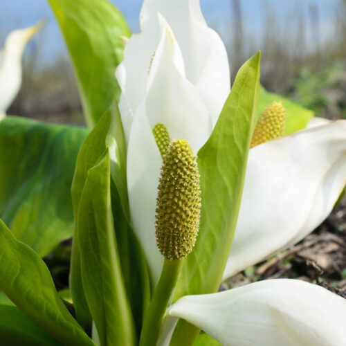 Lysichiton camtschatcensis