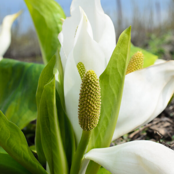 Lysichiton camtschatcensis