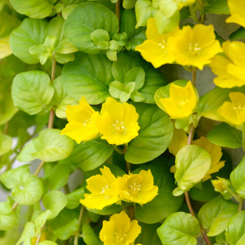 Lysimachia nummularia Aurea