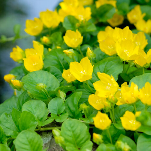Lysimachia nummularia