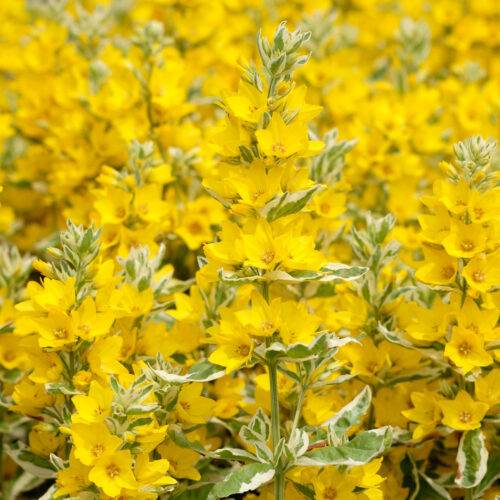 Lysimachia punctata Alexander