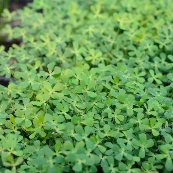 Marsilea quadrifolia