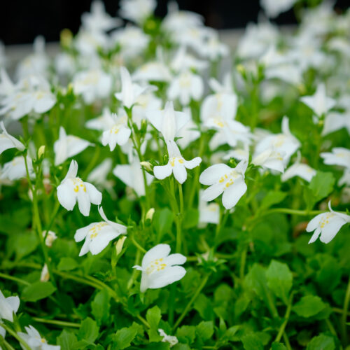 Mazus reptans Albus