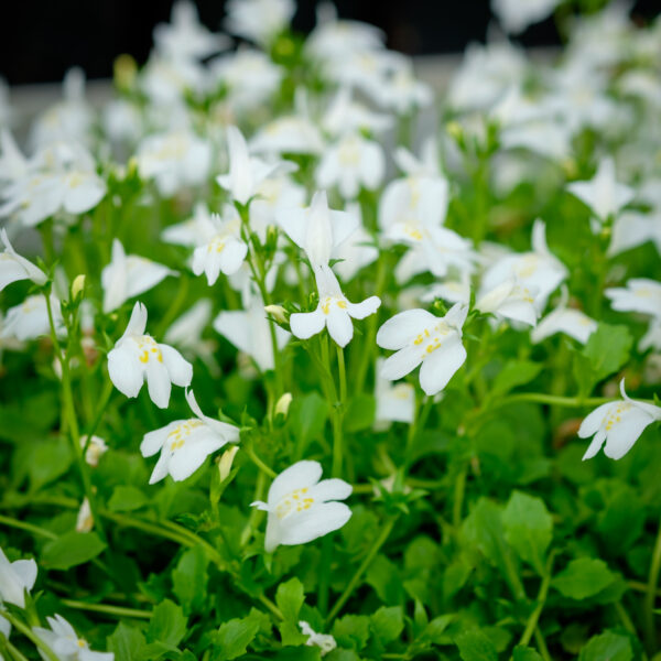 Mazus reptans Albus
