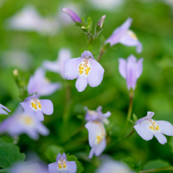 Mazus reptans