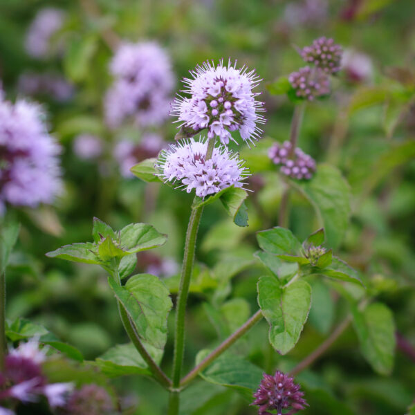 Mentha aquatica