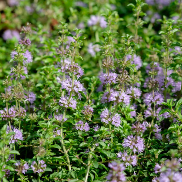 Mentha pulegium