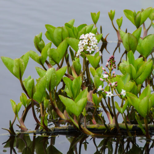 Menyanthes trifoliata