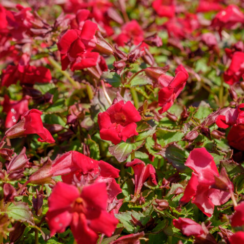 Mimulus cupreus Roter Kaiser