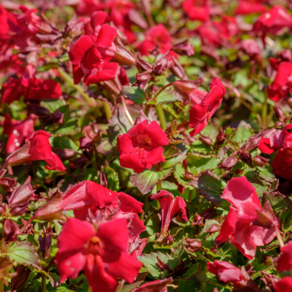 Mimulus cupreus Roter Kaiser