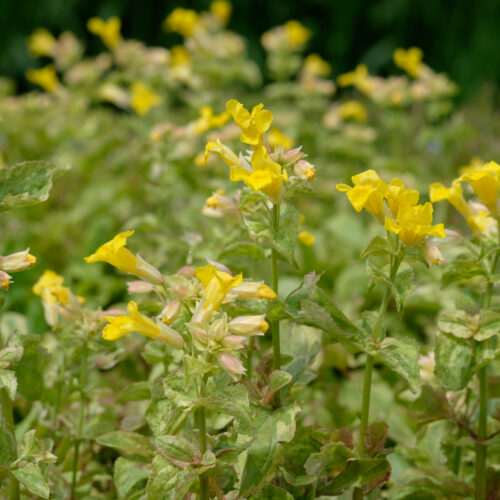 Mimulus luteus Variegata