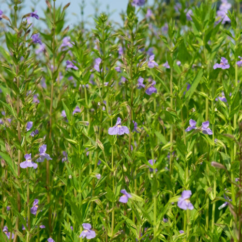 Mimulus ringens