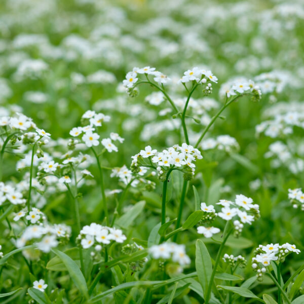 Myosotis scorpioides Ice Pearl