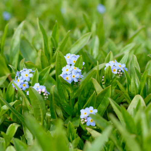 Myosotis scorpioides Semperflorens