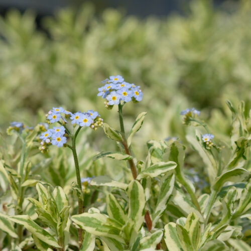 Myosotis scorpioides Maytime