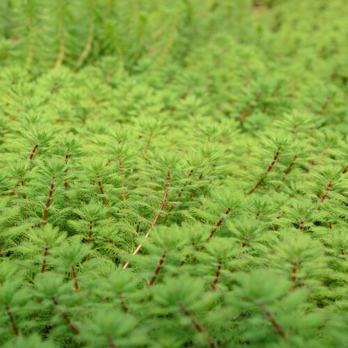 Myriophyllum rubricaule