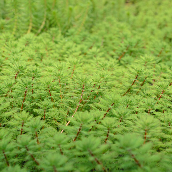 Myriophyllum rubricaule