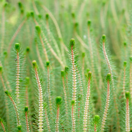Myriophyllum crispatum