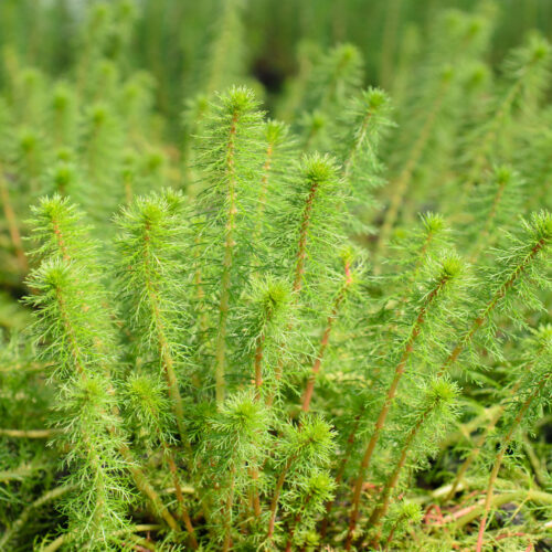 Myriophyllum verticillatum