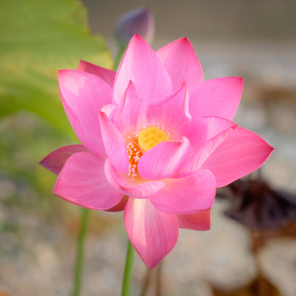 Nelumbo nucifera