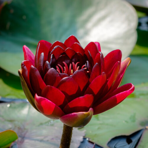 Nymphaea Almost Black