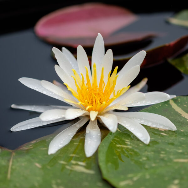 Nymphaea Arc-en-ciel
