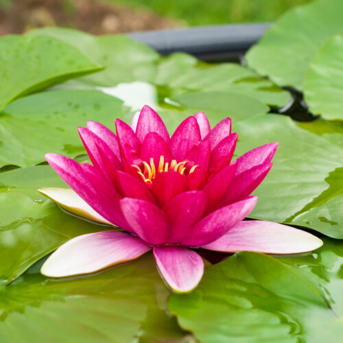 Nymphaea Attraction