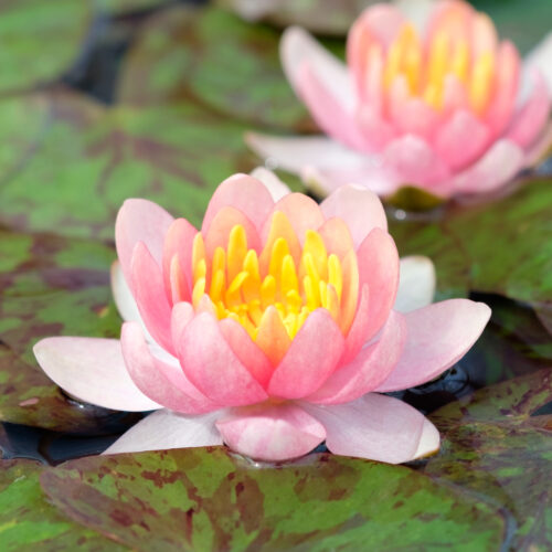 Nymphaea Aurora