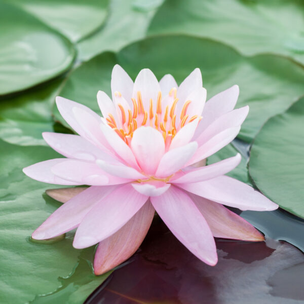 Nymphaea Firecrest