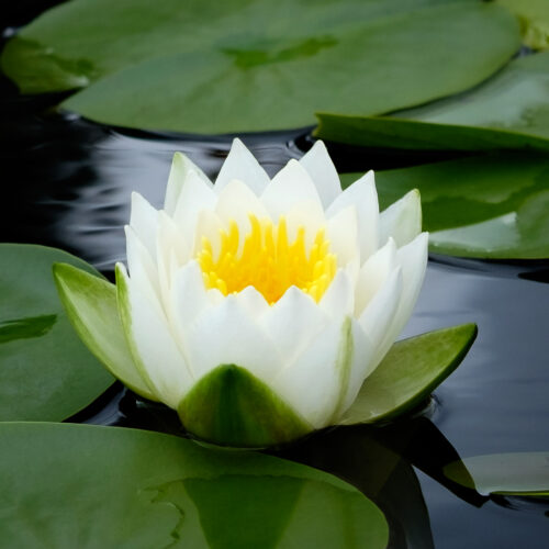 Nymphaea Gladstoniana