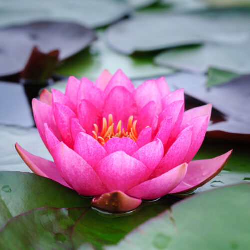 Nymphaea James Brydon