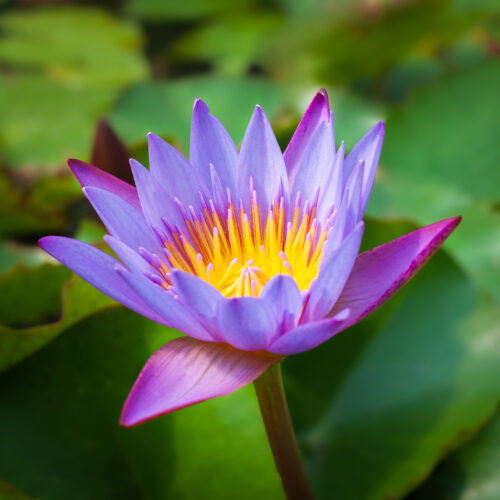 Nymphaea King Of The Blues