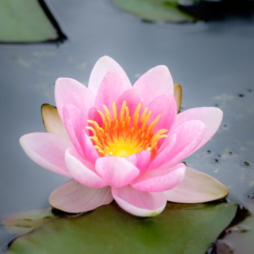 Nymphaea Laydekeri Lilacea