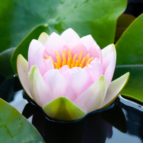 Nymphaea Madame Wilfron Gonnère