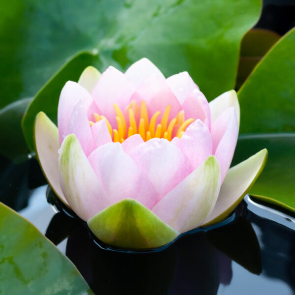 Nymphaea Madame Wilfron Gonnère