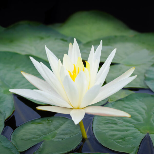 Nymphaea Marliacea Albida
