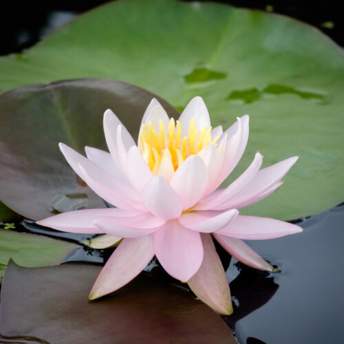 Nymphaea Marliacea Carnea