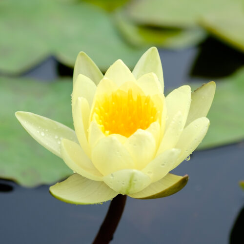 Nymphaea Marliacea Chromatella