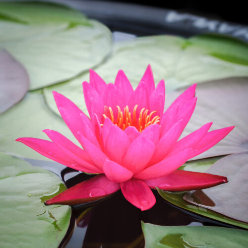 Nymphaea Mayla