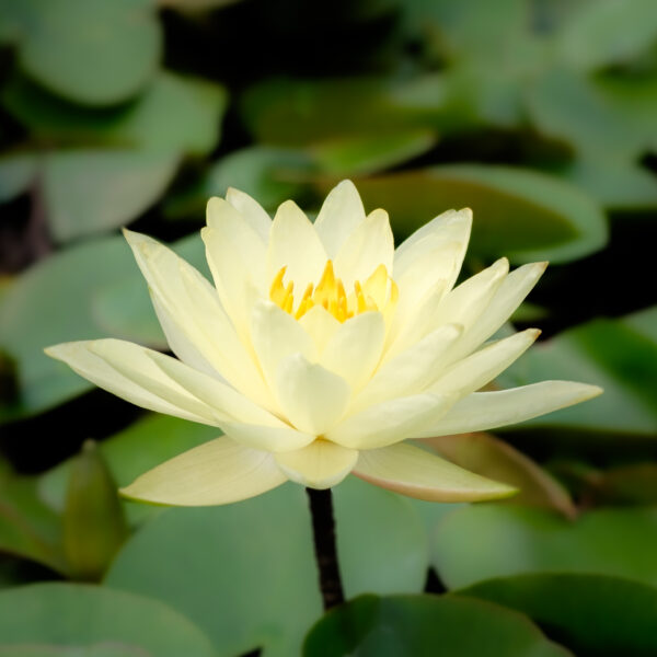 Nymphaea Moorei