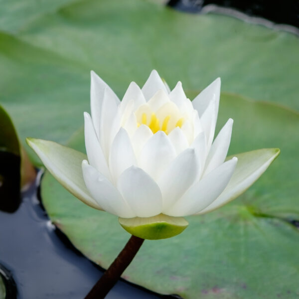 Nymphaea odorata Alba