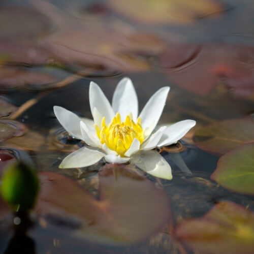 Nymphaea Pygmaea Alba