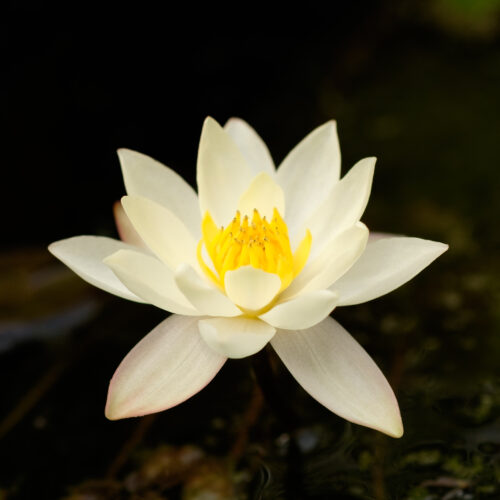 Nymphaea Pygmaea Helvola