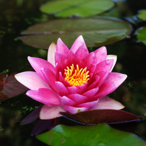 Nymphaea René Gérard